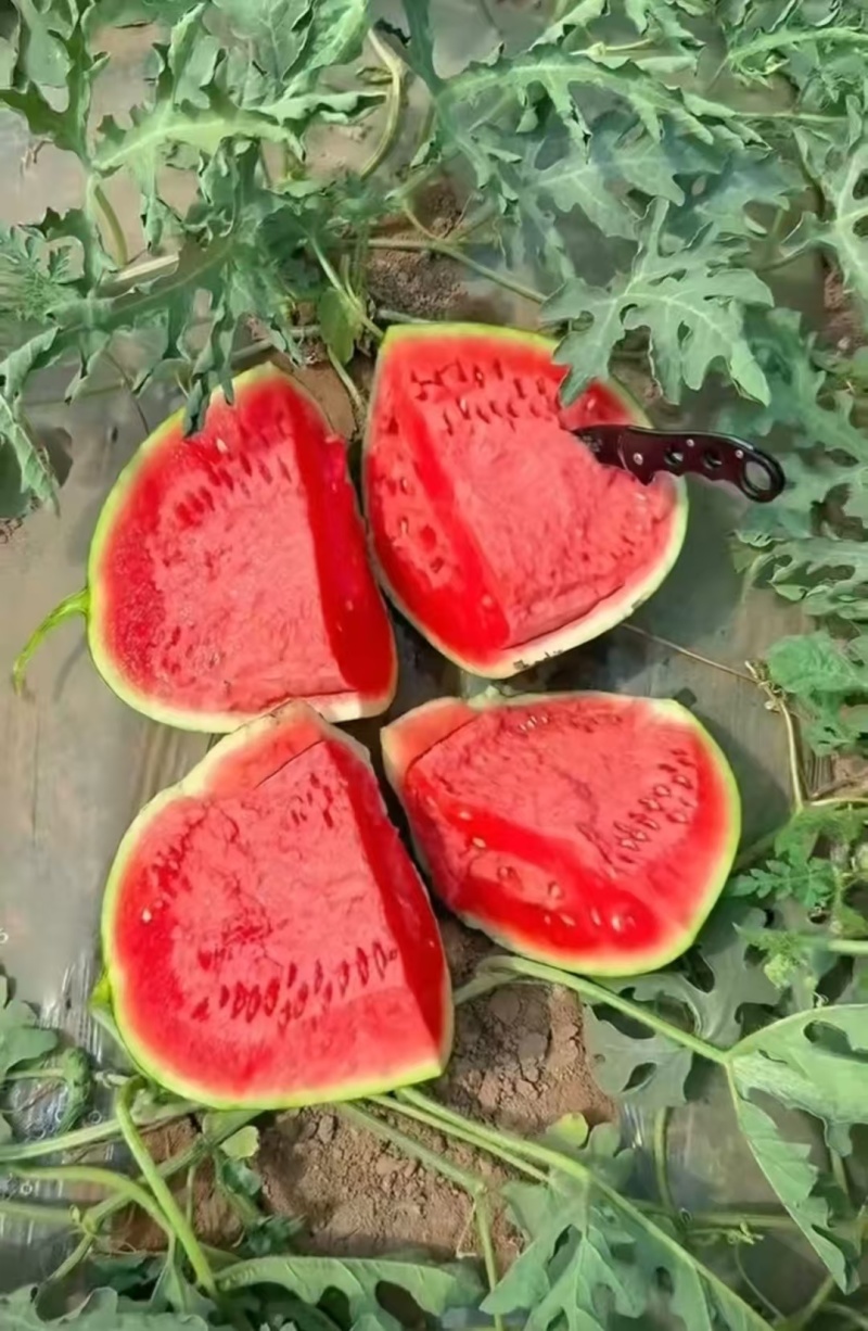 云南精品麒麟西瓜美都麒麟瓜货源充足包熟包甜供全国