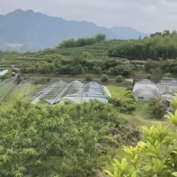 600万拿下建德农场630亩私家农场使用权+两栋精品民宿