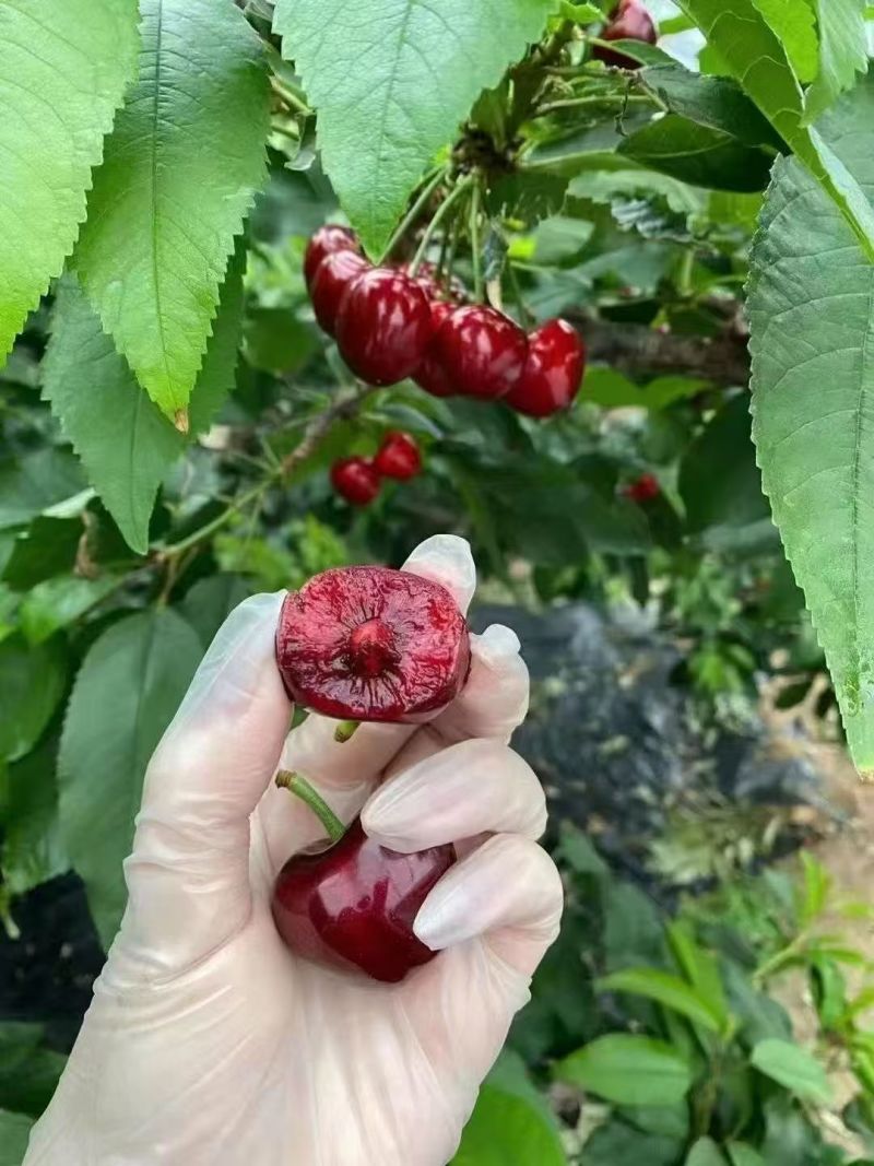 樱桃