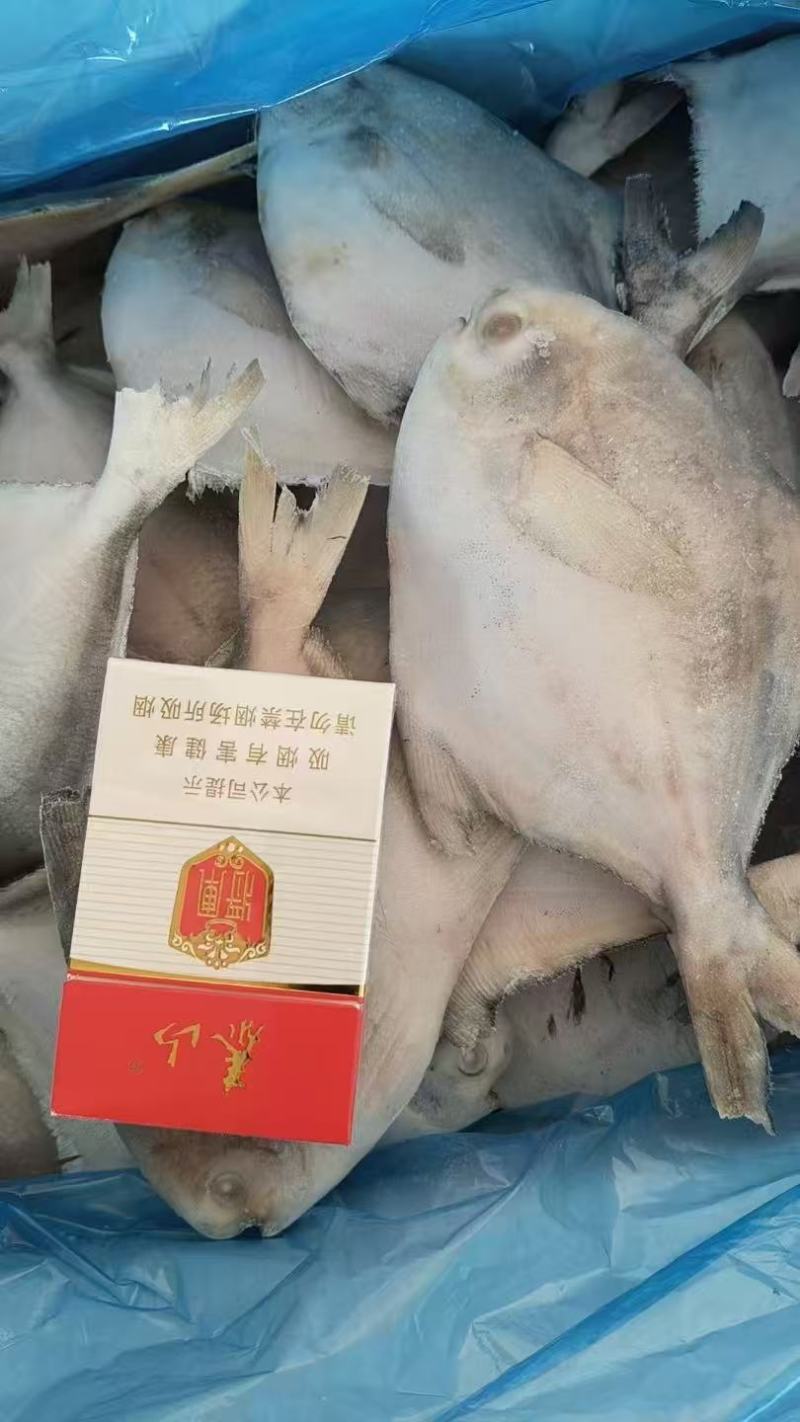 白鲳鱼