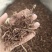 紫苑自己加工祥泰药材栈中药材批发零售实物拍摄量多从优