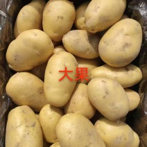 黄皮黄心大果红皮黄心大果