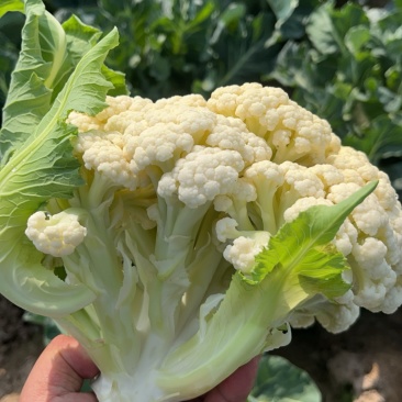 散花菜本地陆地菜大量上市可视频看货质量保证