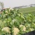 散花菜本地陆地菜大量上市可视频看货质量保证