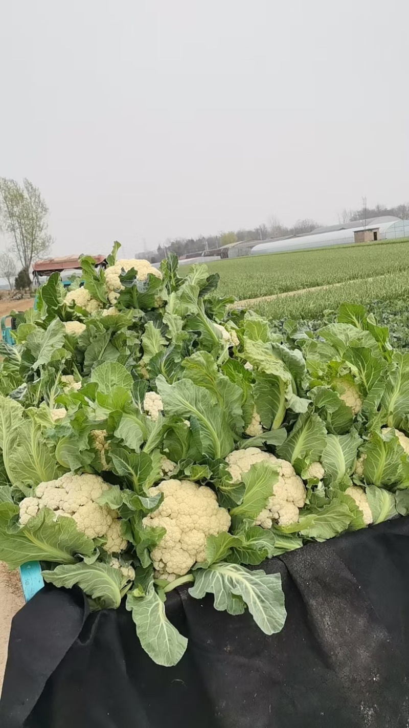 散花菜本地陆地菜大量上市可视频看货质量保证