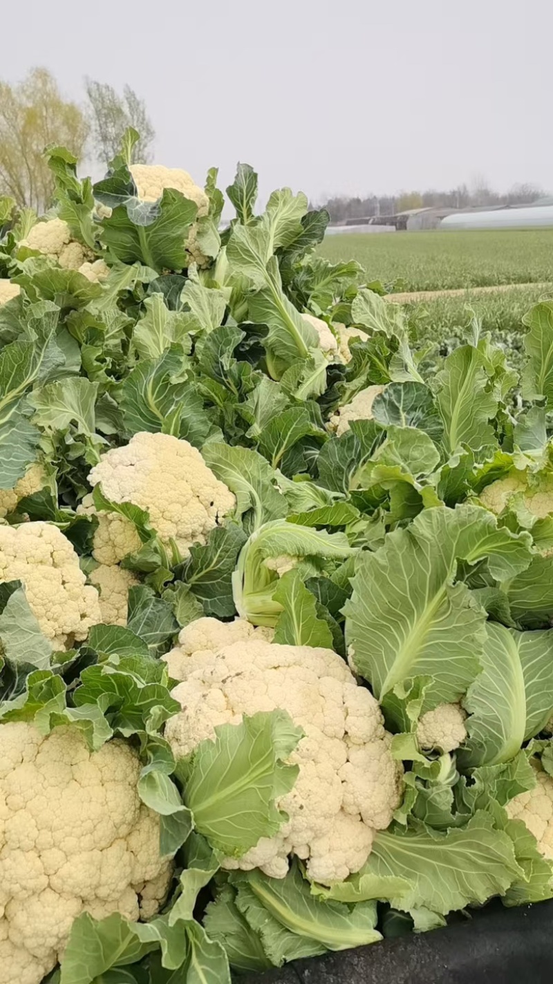 散花菜本地陆地菜大量上市可视频看货质量保证