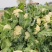 散花菜本地陆地菜大量上市可视频看货质量保证