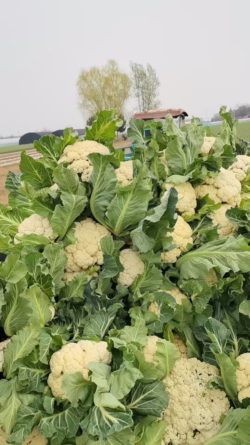 散花菜本地陆地菜大量上市可视频看货质量保证