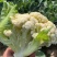 散花菜本地陆地菜大量上市可视频看货质量保证