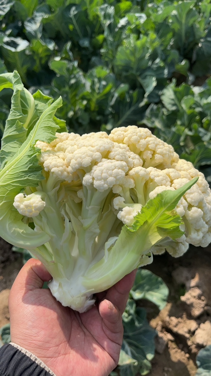 散花菜本地陆地菜大量上市可视频看货质量保证