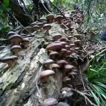 广西桂林深山采摘野香菇