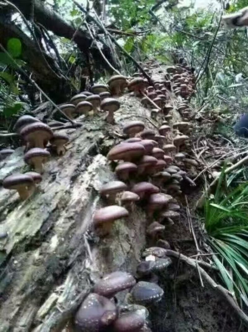 广西桂林深山采摘野香菇