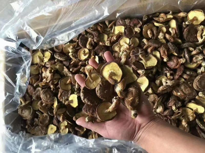 广西桂林深山采摘野香菇