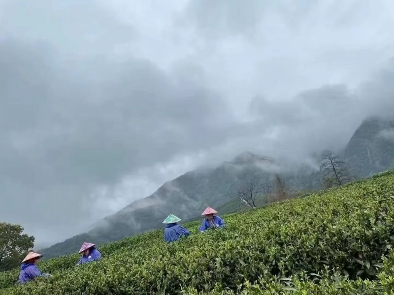 西湖龙井二采龙井43原产地直供半斤装可线上交易