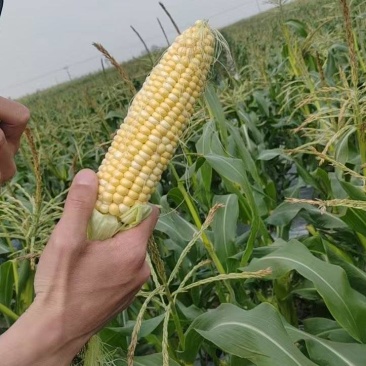 云南精品双色水果玉米香味充足货源充足基地直供联系