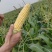 云南精品双色水果玉米香味充足货源充足基地直供联系