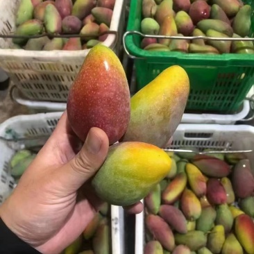 海南贵妃芒产地直发货源充足价对接批发商欢迎咨询