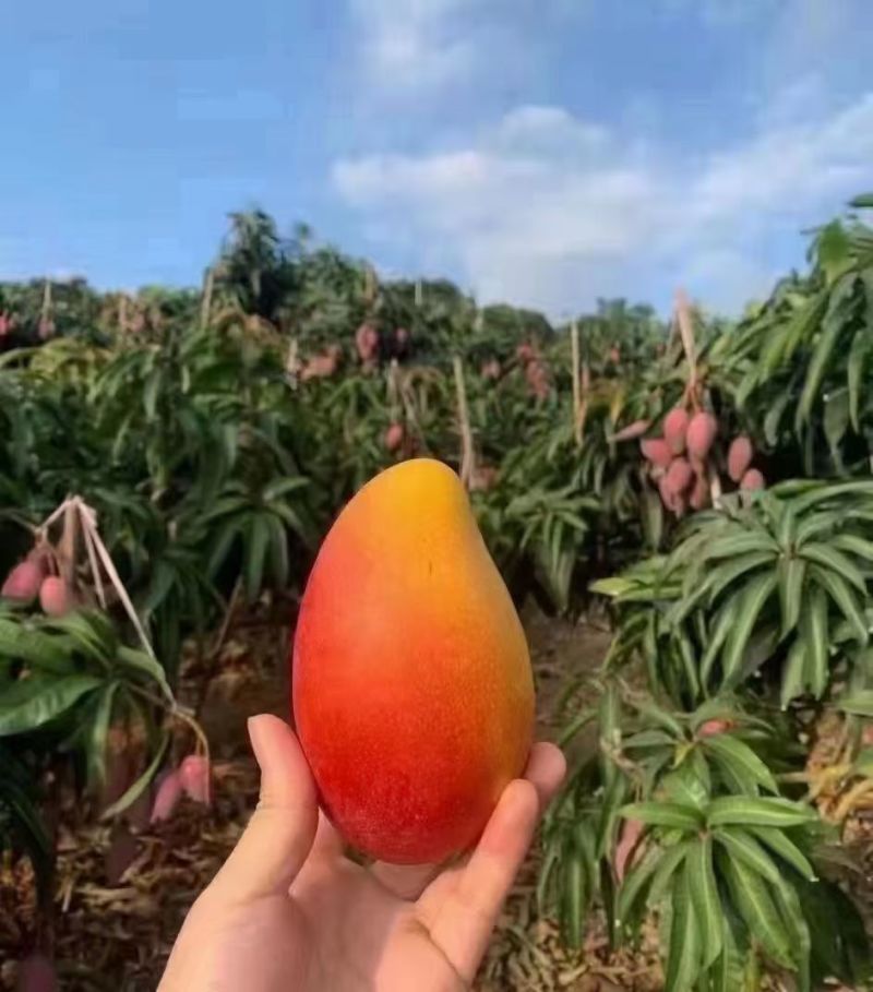 海南贵妃芒产地直发货源充足价对接批发商欢迎咨询