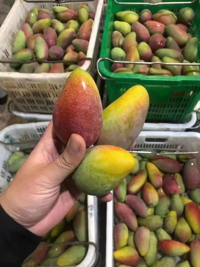 海南贵妃芒产地直发货源充足价对接批发商欢迎咨询