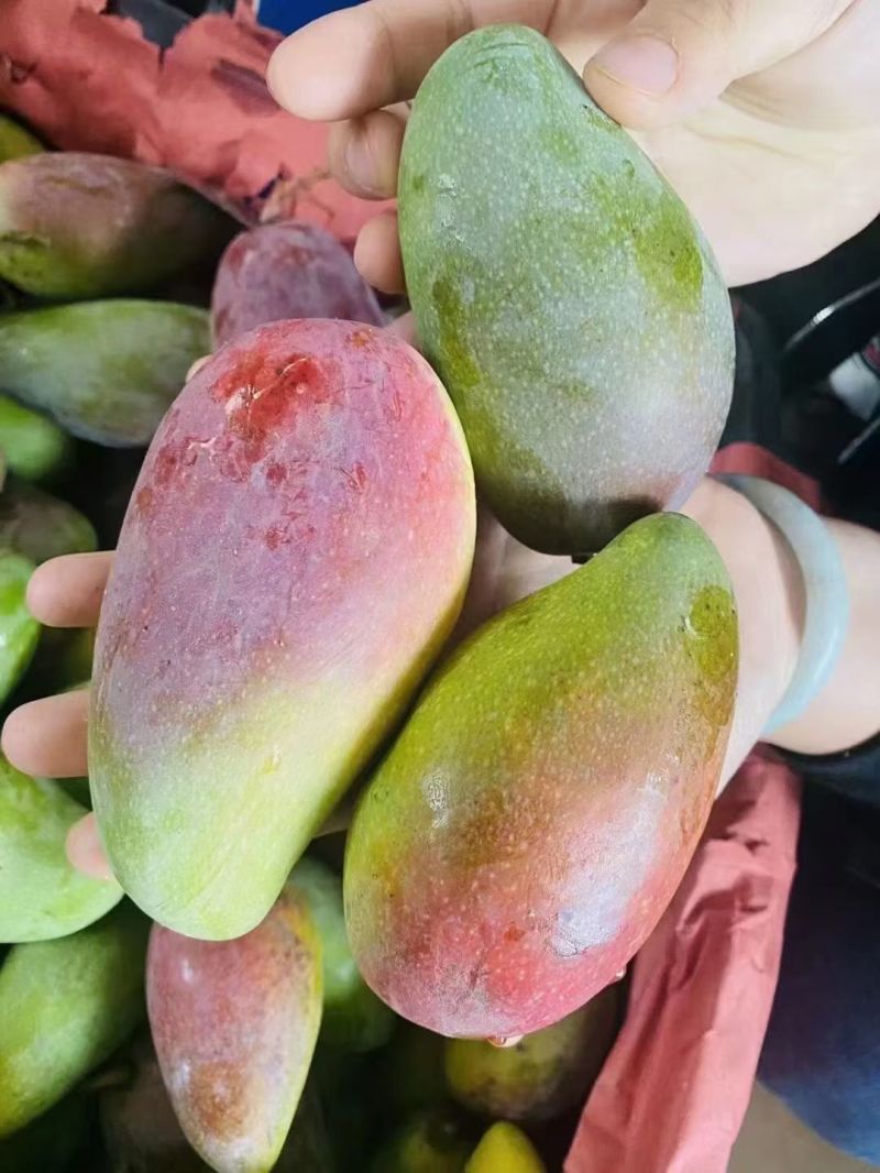 海南贵妃芒产地直发货源充足价对接批发商欢迎咨询