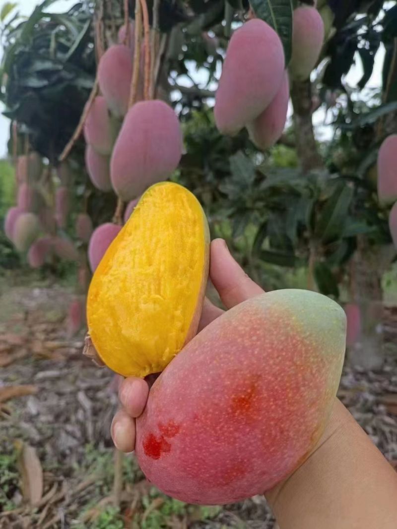 海南贵妃芒产地直发货源充足价对接批发商欢迎咨询