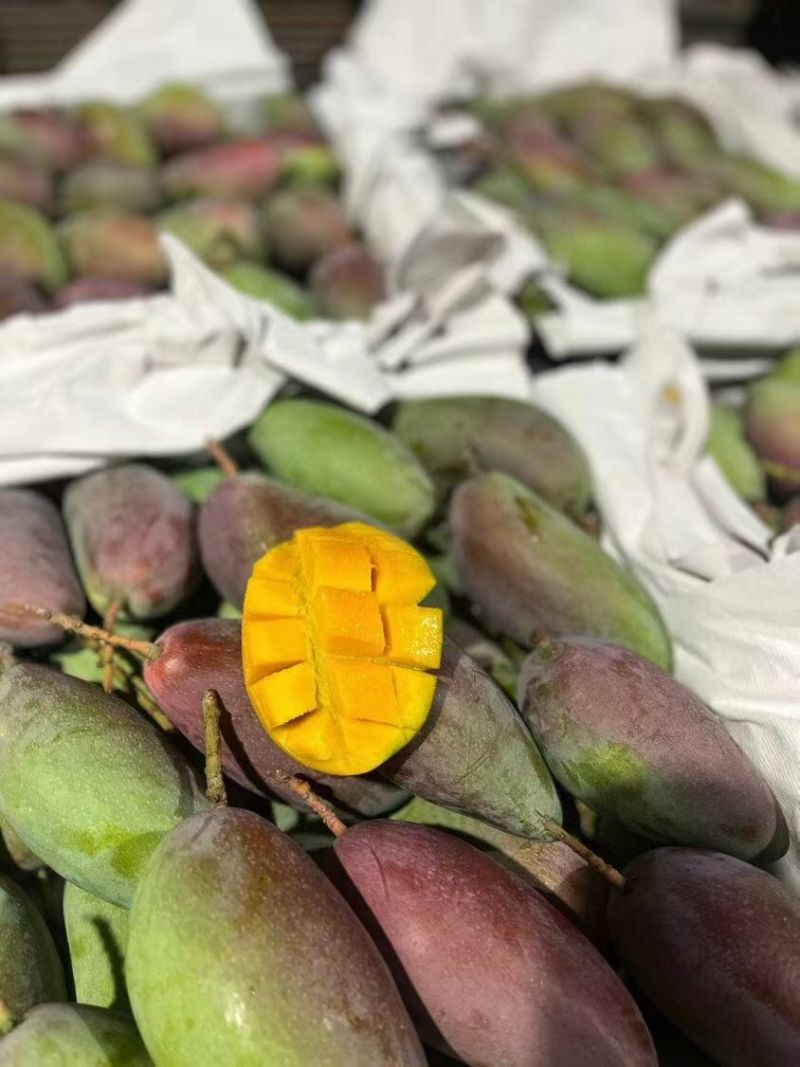 海南贵妃芒产地直发货源充足价对接批发商欢迎咨询