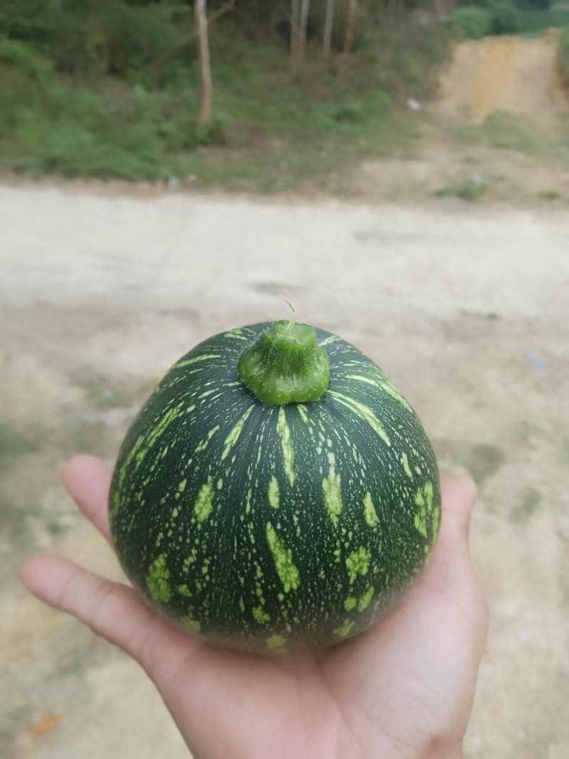 自己种的500多亩一串铃小嫩南瓜