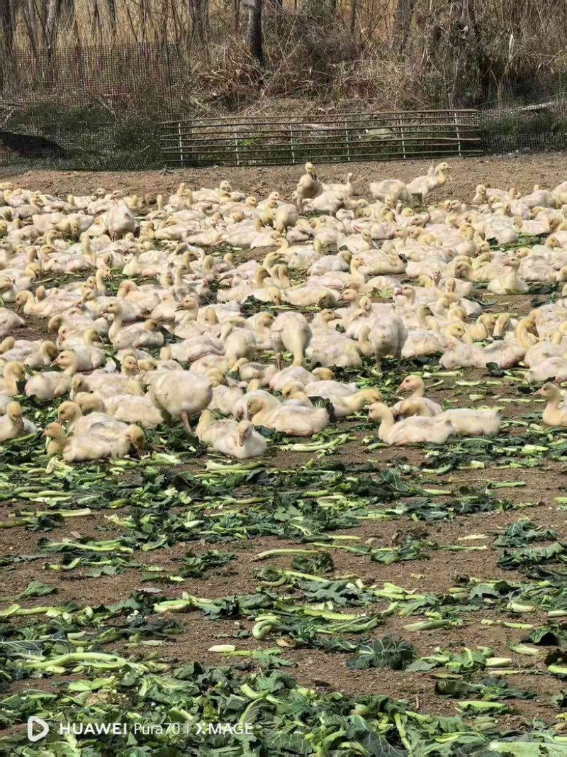 包邮正宗三花四季三花鹅苗优质货源欢迎各地采购商