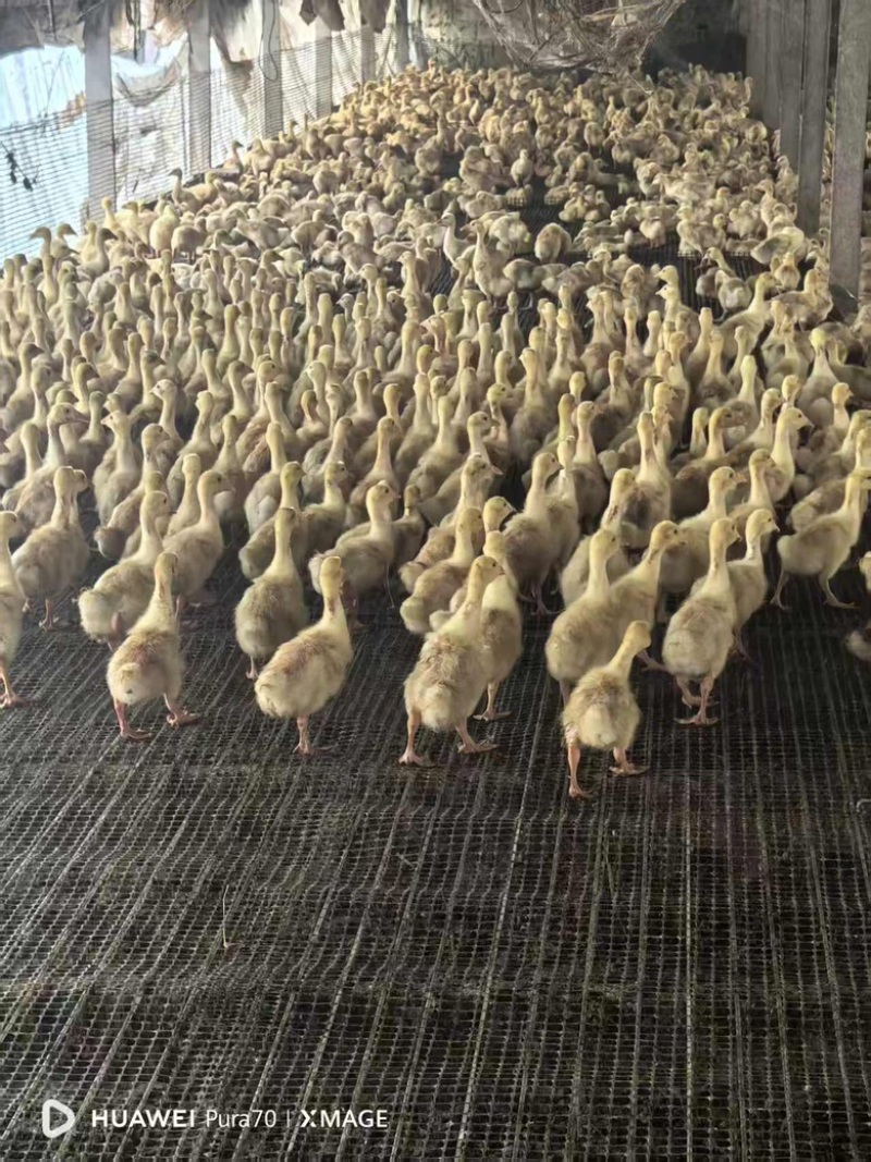包邮正宗三花四季三花鹅苗优质货源欢迎各地采购商