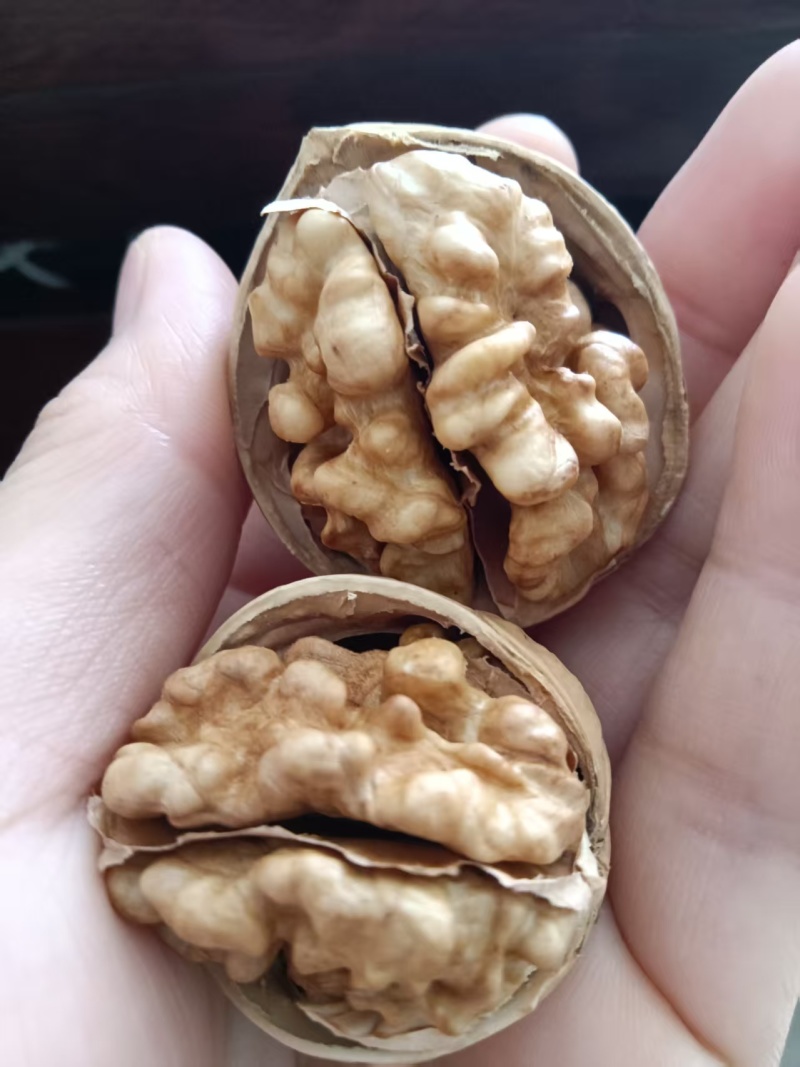 2026新货薄皮核桃厂家直供一手货源电商货源大量供应