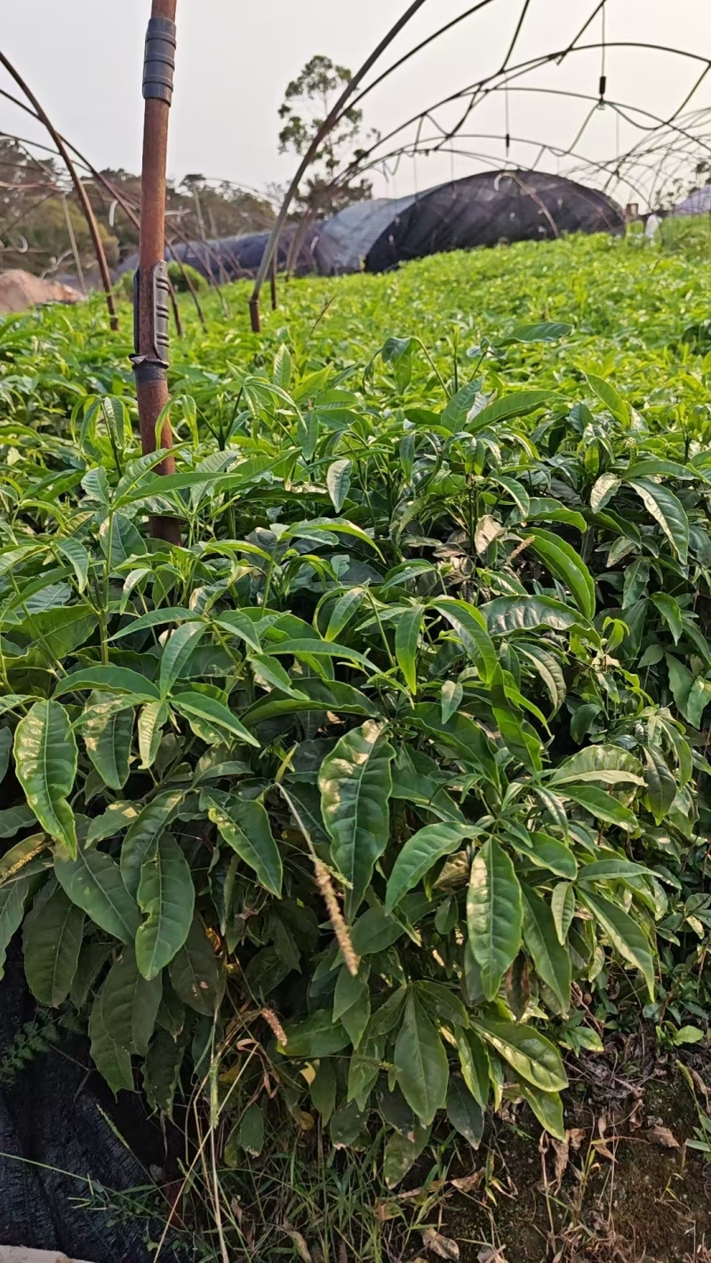 广西优质三叉苦种苗，成活高包技术苗场直发全国发货