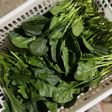 大叶菠菜