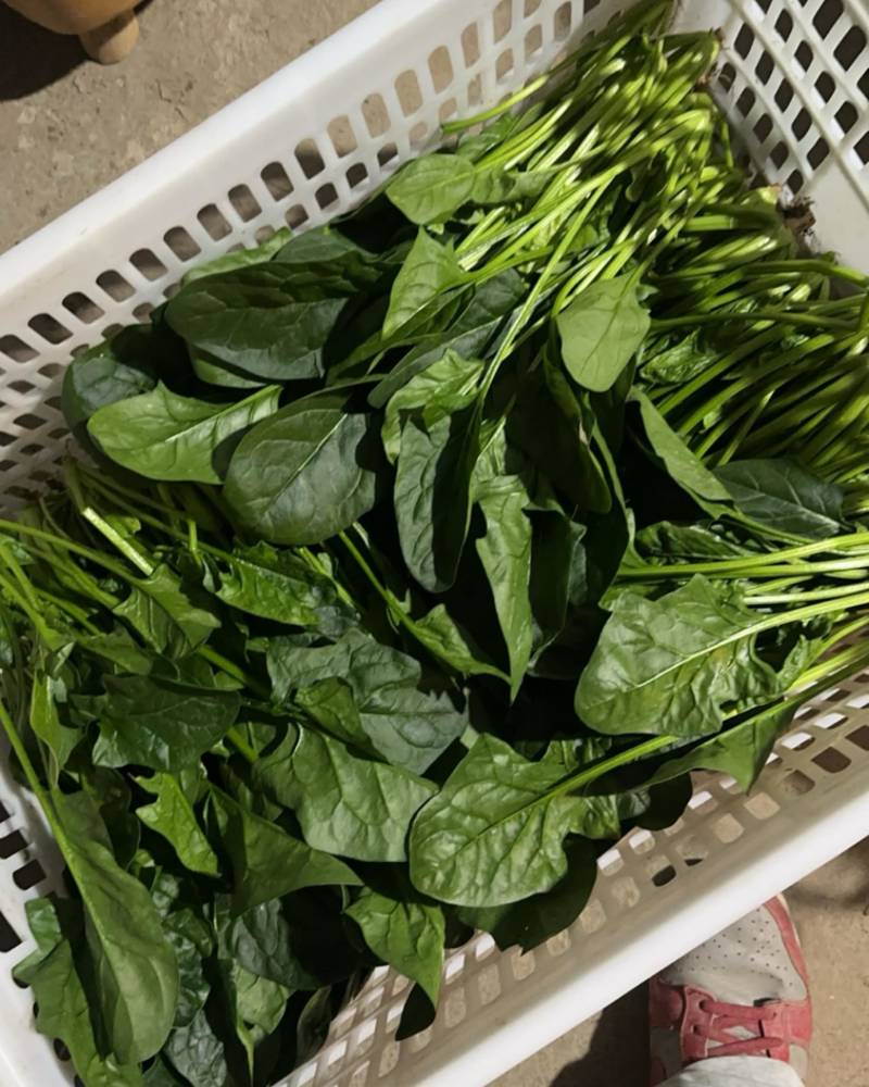 大叶菠菜
