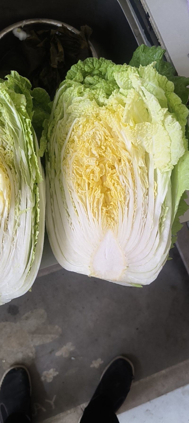 4亩黄心大白菜