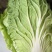 4亩黄心大白菜