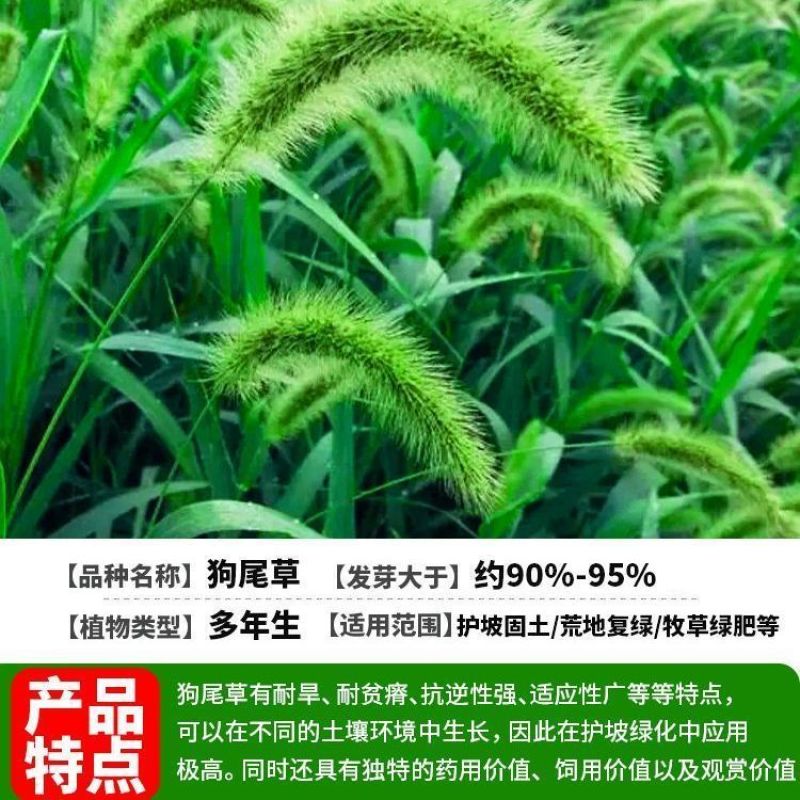 狗尾巴草种子狗尾草籽多年生耐旱草种护坡杂草园林绿化观赏