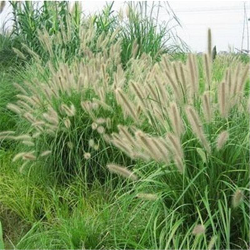 狗尾巴草种子狗尾草籽多年生耐旱草种护坡杂草园林绿化观赏