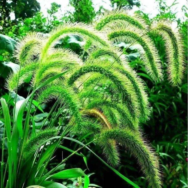 狗尾巴草种子狗尾草籽多年生耐旱草种护坡杂草园林绿化观赏