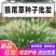 狗尾巴草种子狗尾草籽多年生耐旱草种护坡杂草园林绿化观赏