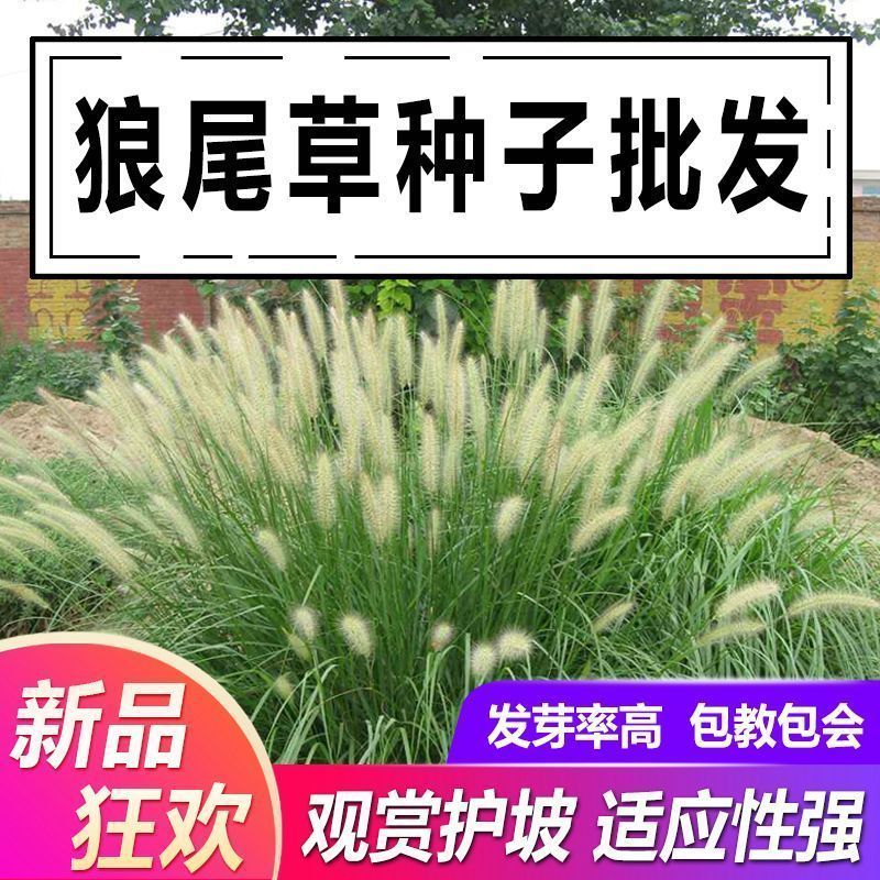 狗尾巴草种子狗尾草籽多年生耐旱草种护坡杂草园林绿化观赏