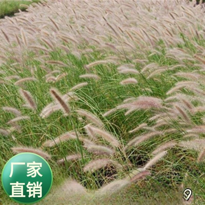 狗尾巴草种子狗尾草籽多年生耐旱草种护坡杂草园林绿化观赏