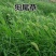 狗尾巴草种子狗尾草籽多年生耐旱草种护坡杂草园林绿化观赏