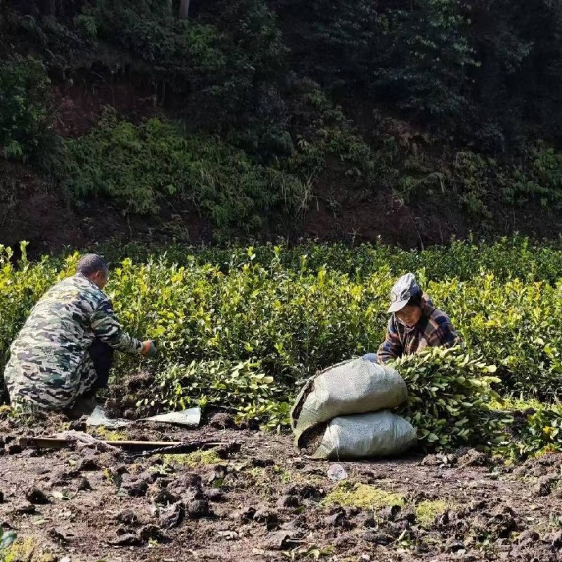 湖南油茶苗，油茶树苗湘林210挂果率高，量大从优，大量货