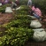 湖南油茶苗，油茶树苗湘林210挂果率高，量大从优，大量货