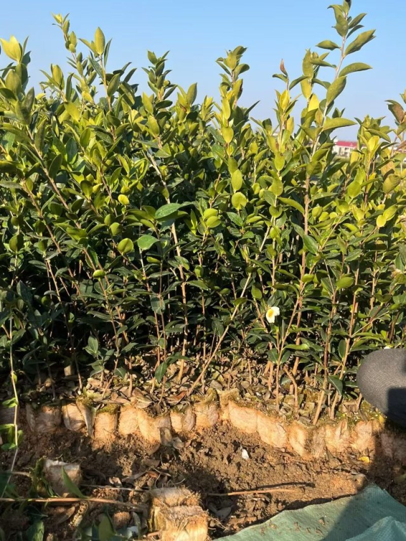 湖南油茶苗，油茶树苗湘林210挂果率高，量大从优，大量货