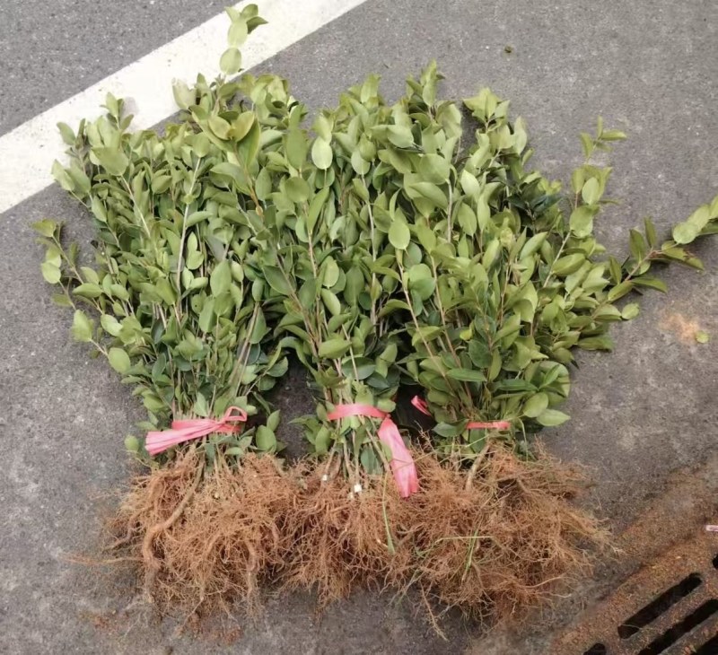 湖南油茶苗，油茶树苗湘林210挂果率高，量大从优，大量货