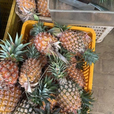 正宗海南凤梨