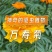花种子万寿菊种子臭芙蓉万寿灯蜂窝菊臭菊花蝎子菊金菊花春夏