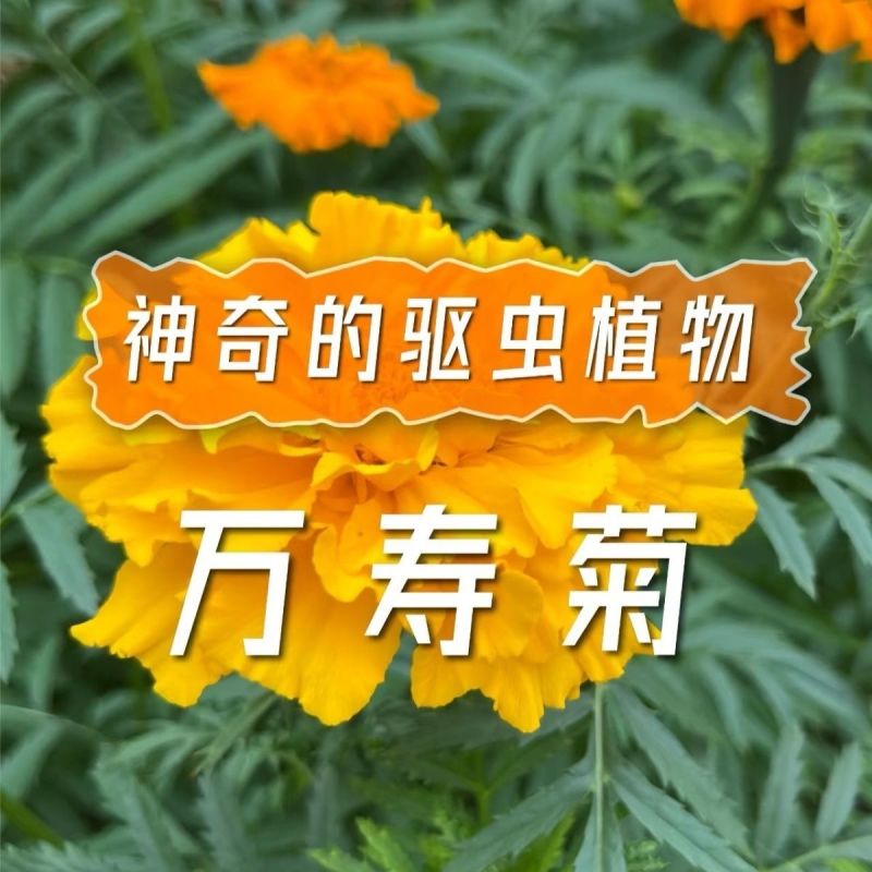 花种子万寿菊种子臭芙蓉万寿灯蜂窝菊臭菊花蝎子菊金菊花春夏