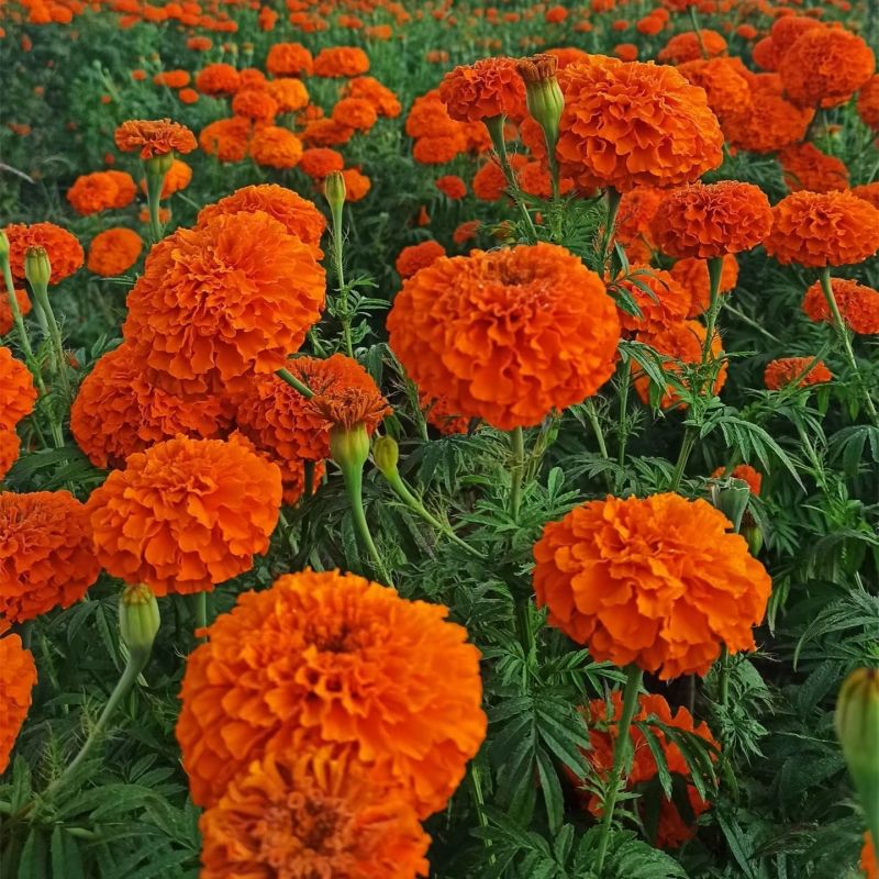 花种子万寿菊种子臭芙蓉万寿灯蜂窝菊臭菊花蝎子菊金菊花春夏